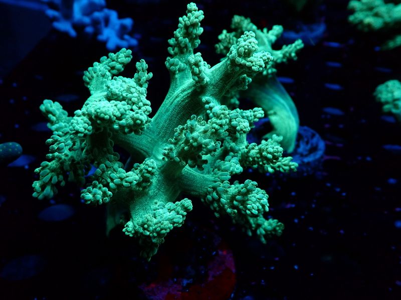 Capnella imbricata (grün)