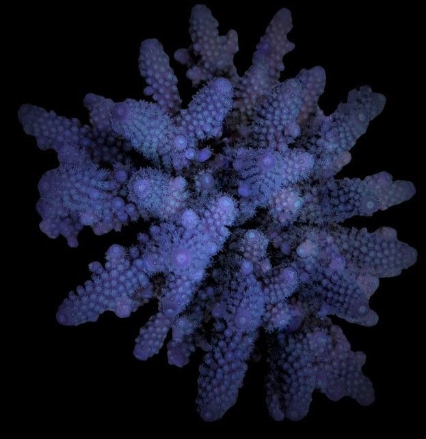 Acropora digitifera (M) Acropora digitifera (M)