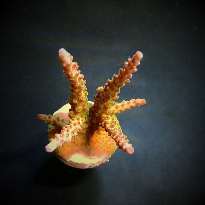 Acropora loisetteae (M) Acropora loisetteae (M)