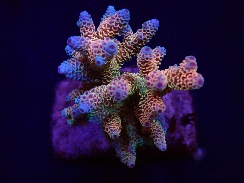 Acropora millepora (Rainbow) (M) Acropora millepora (Rainbow) (M)