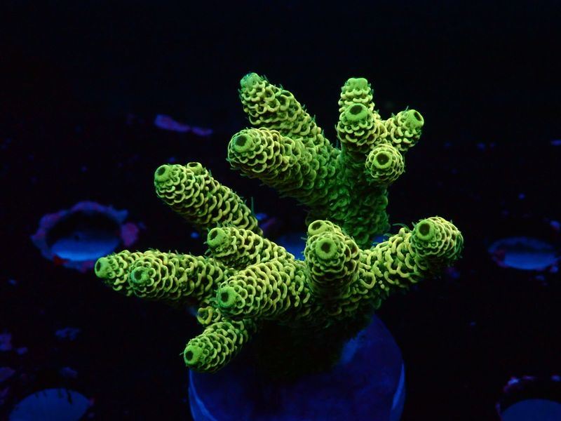 Acropora millepora (Sunset) (M) Acropora millepora (Sunset) (M)