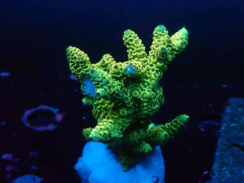 Acropora millepora (Sunset) (M) Acropora millepora (Sunset) (M)