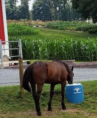 Dura Drinker- Float/Tub/Valve Kit