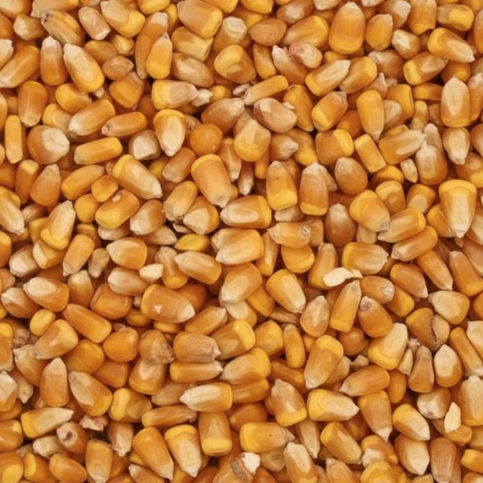 Shelled Deer Corn 50#