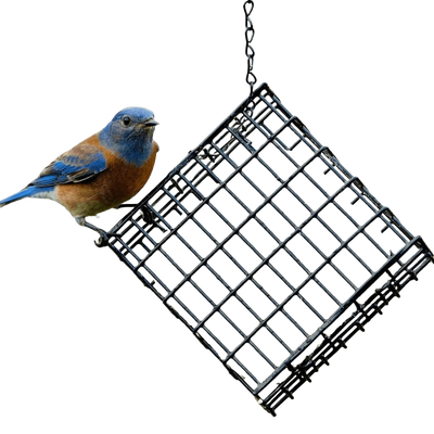 4.25" X 1" Suet Feeder Basket