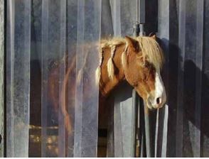 CLEAR-FLEX SMOOTH PLASTIC STRIP ROLL - #170015