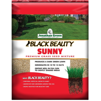 Sunny Black Beauty Grass Seed