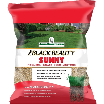 Sunny Black Beauty Grass Seed
