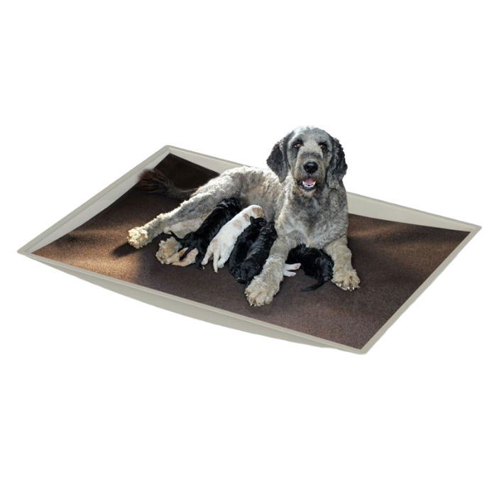 Whelp Pan, Size: 40"X 48"