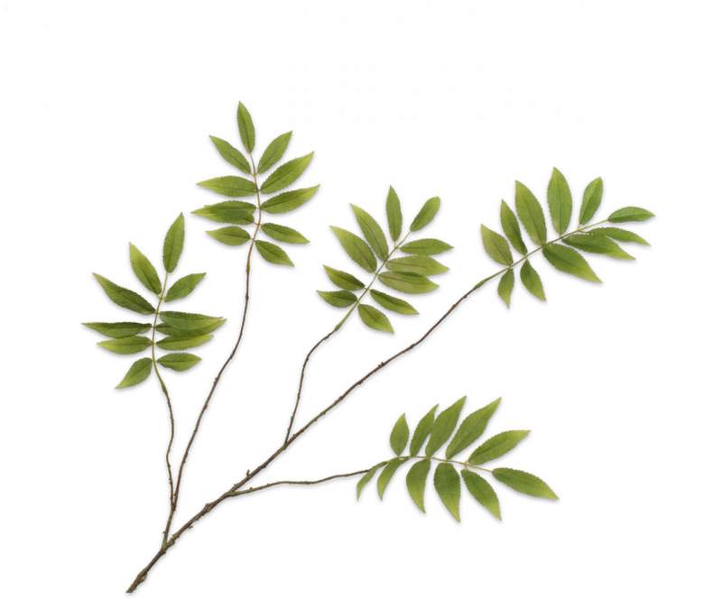 Bladtak - Groen