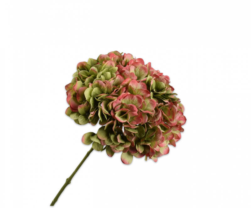 Hortensia steel groot - Groen/Mauve