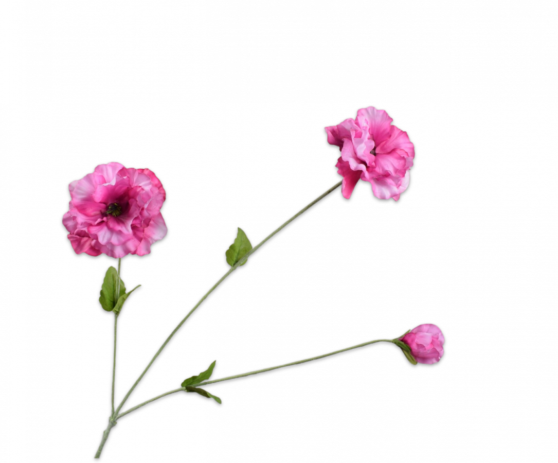 Viool tak - Beauty