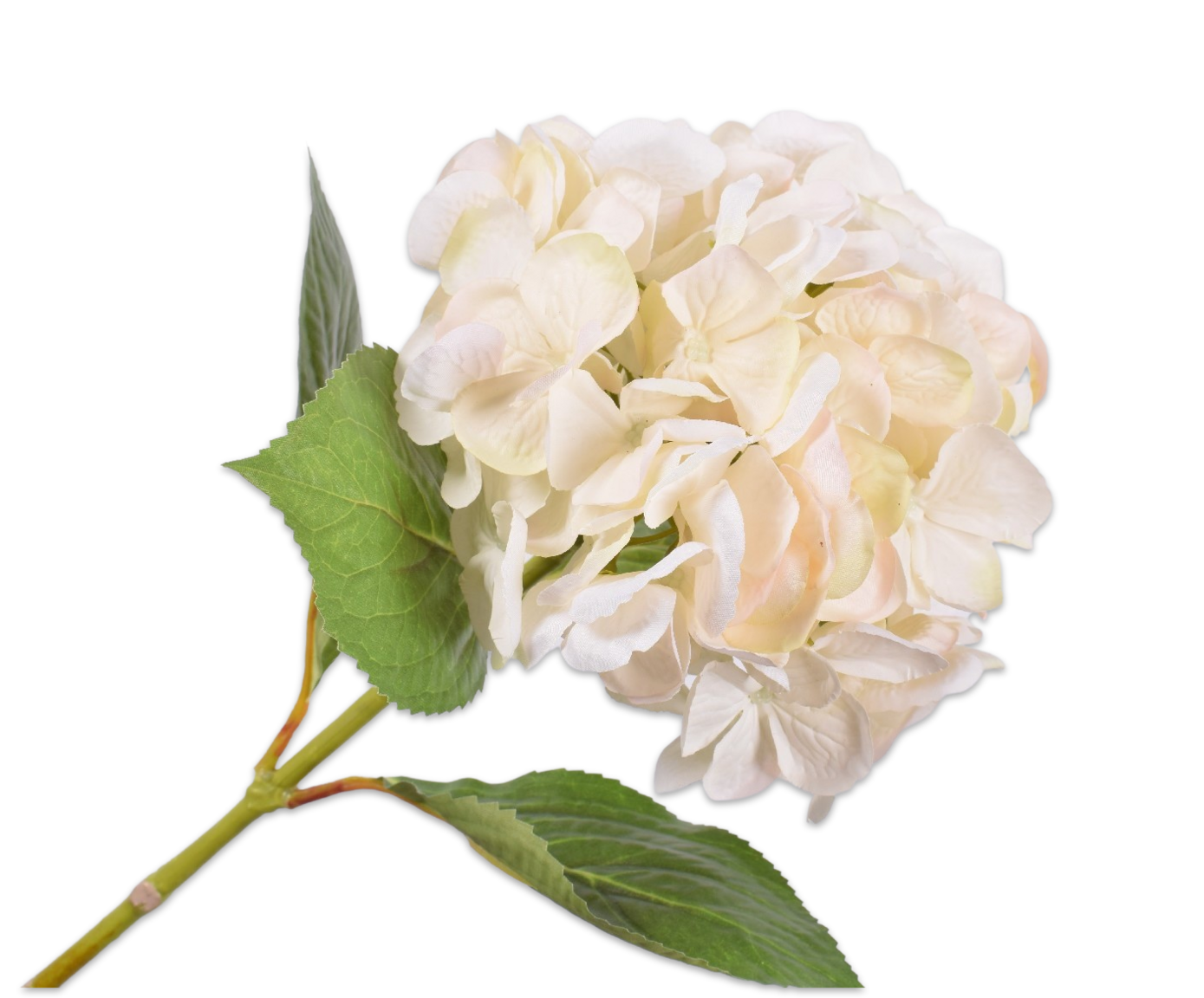 Hortensia steel - crème
