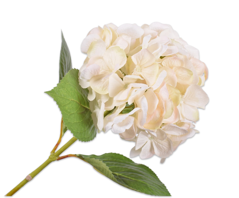 Hortensia steel - crème