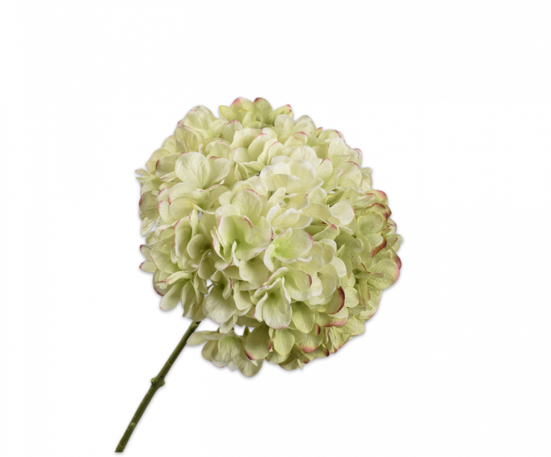Hortensia steel groot - Groen/Bordeaux