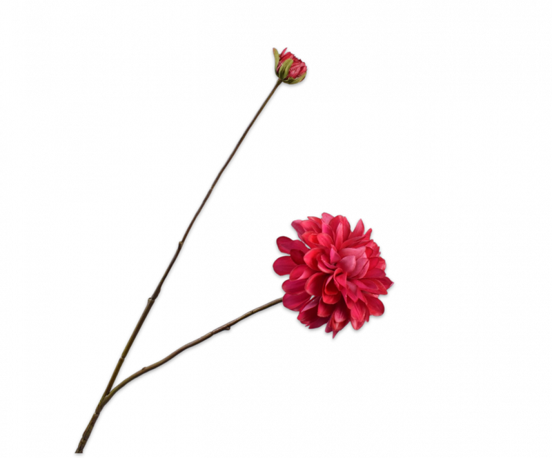 Dahlia tak bol - Beauty