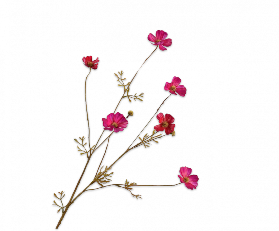 Cosmos tak - Beauty