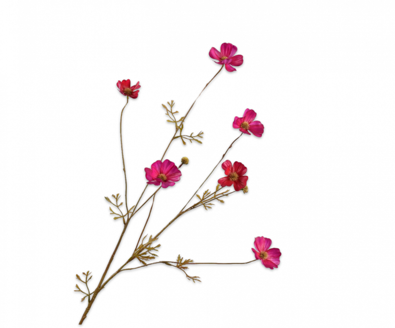 Cosmos tak - Beauty