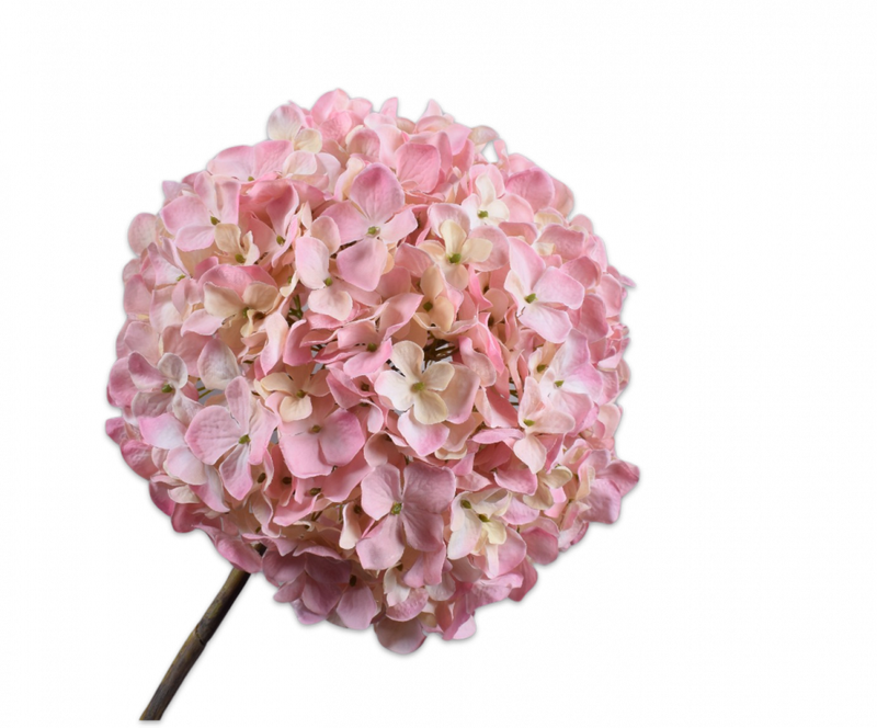 Hortensia groot - Roze