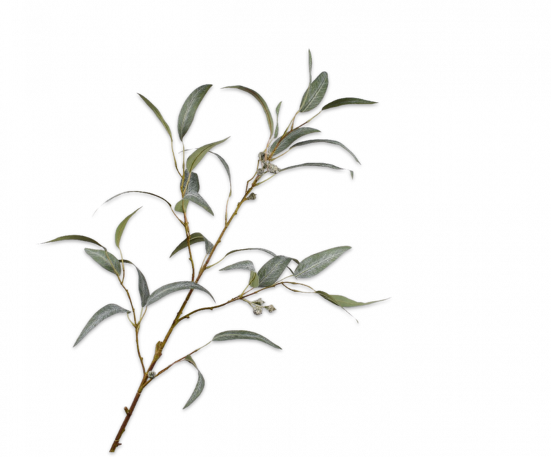 Eucalyptus tak - Groen/Grijs