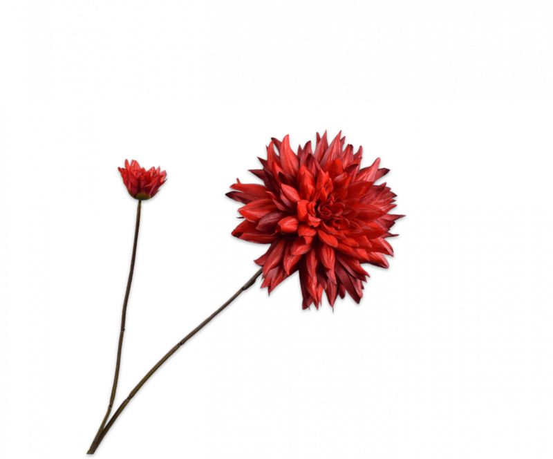 Dahlia tak plat - Rood