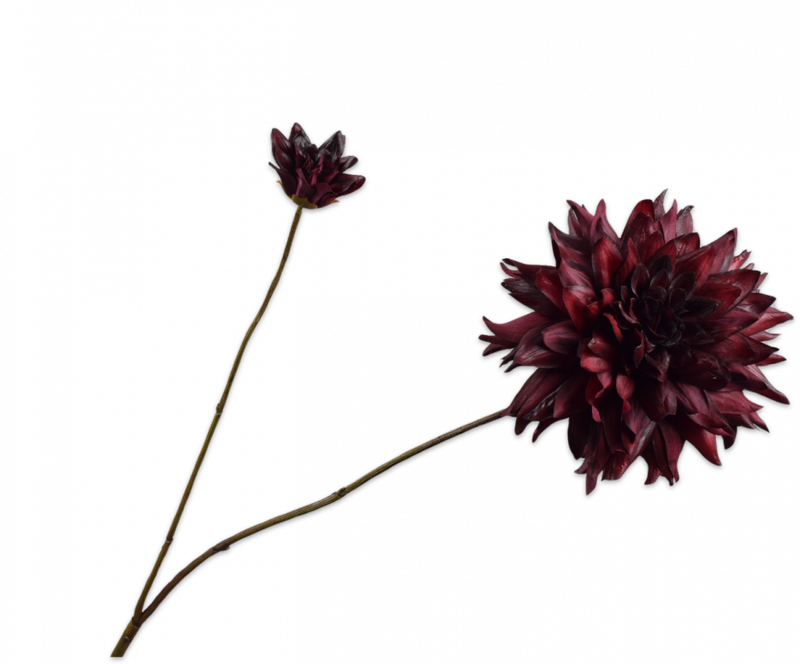 Dahlia tak plat - Bordeaux