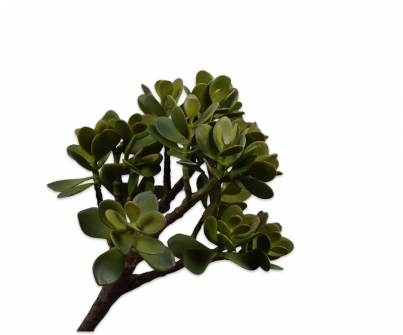 Succulent tak - Groen