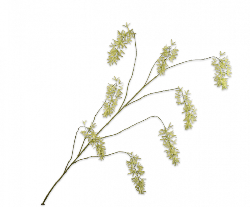 Delphinium tak - Beauty