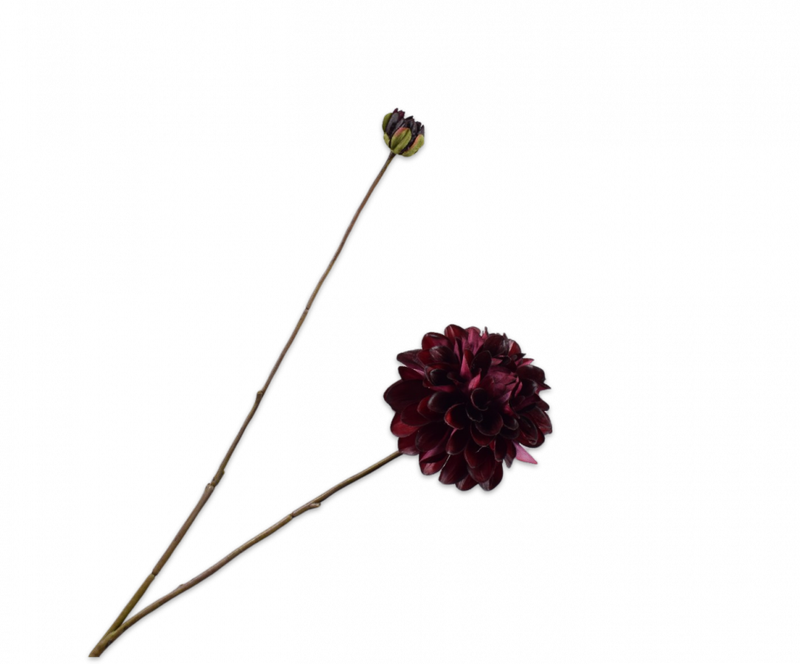Dahlia tak rond - Bordeaux