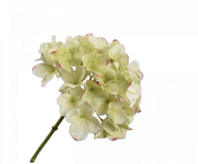 Hortensia steel - Groen/Mauve