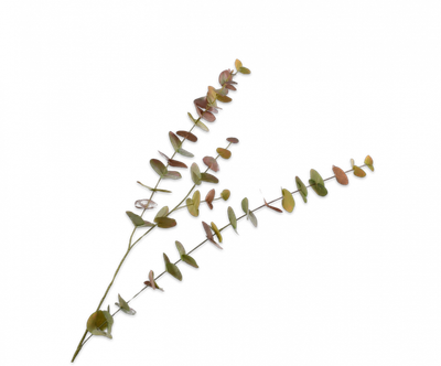 Eucalyptus tak extra large - Groen