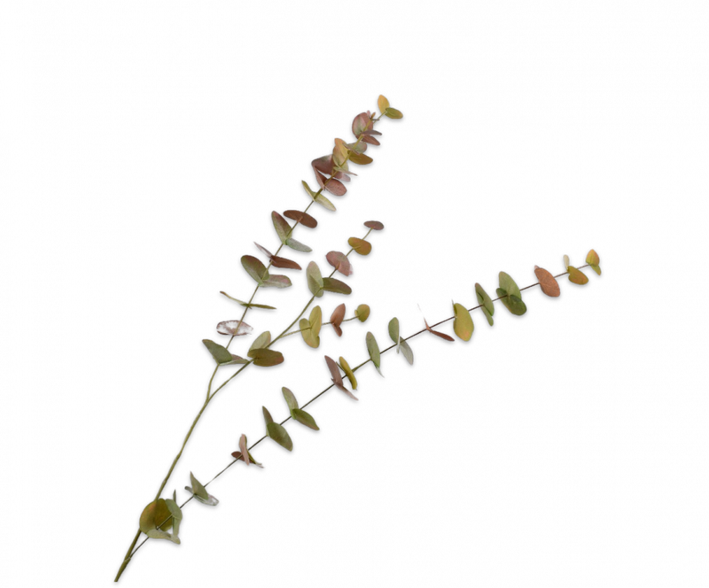 Eucalyptus tak extra large - Groen