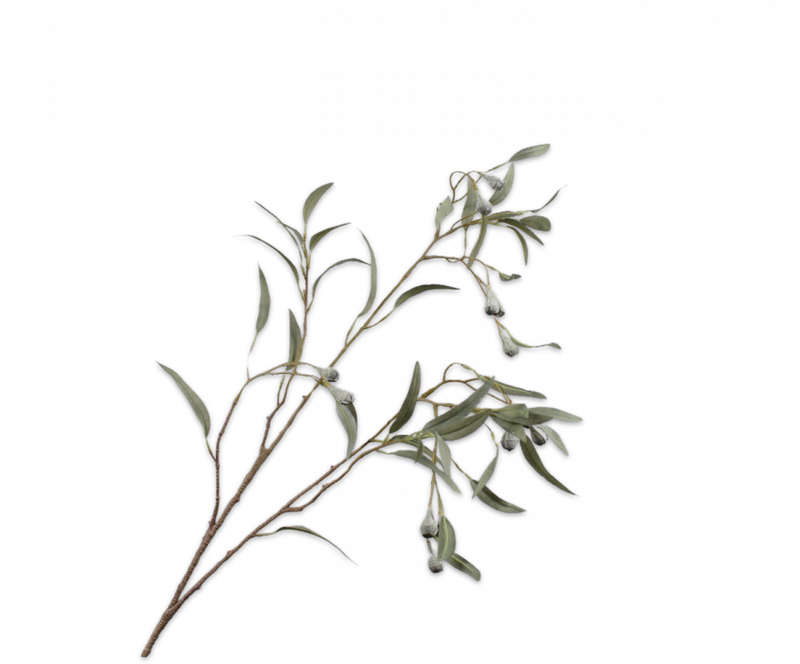 Eucalyptus tak - Groen