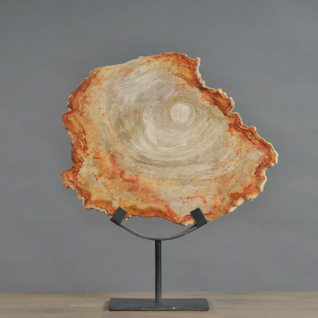Petrified Slice of Wood - Medium