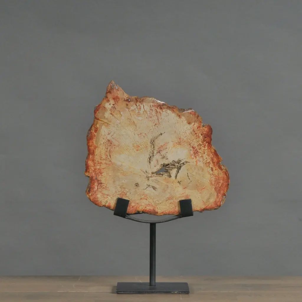 Petrified Slice of Wood - Small