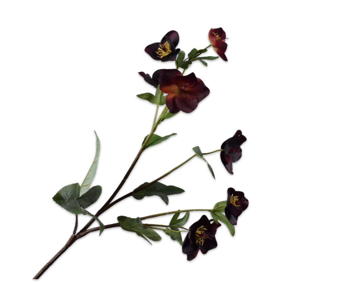 HELLEBORUS TAK PAARS 84 cm