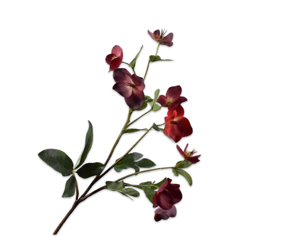 HELLEBORUS TAK BORDEAUX 84 cm