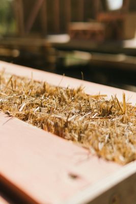 Drying, Curing, and Processing