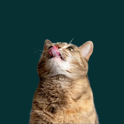 Allergies &amp; Sensitivities