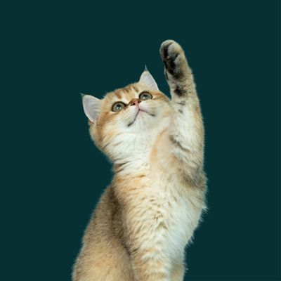 Joint &amp; Mobility Support