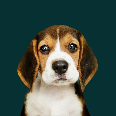 Low Energy &amp; Weight Control