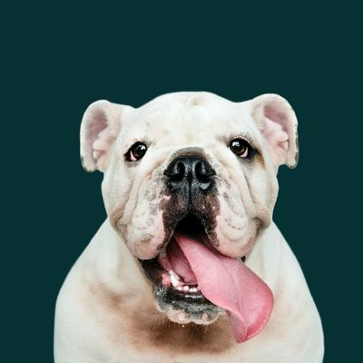 Skin &amp; Coat Health