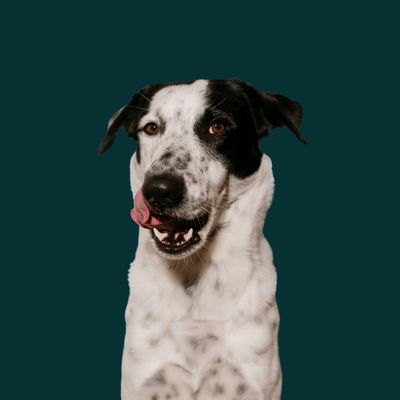 Digestion &amp; Gut Health