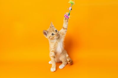 Treats &amp; Chews