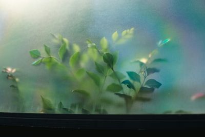 Reflective Films &amp; Wall Covers