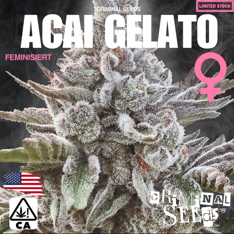 Criminal Seeds x Acai Gelato x Cali x Feminisiert