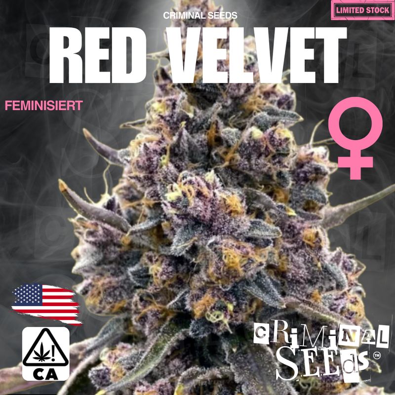 Criminal Seeds x Red Velvet x Cali x Feminisiert