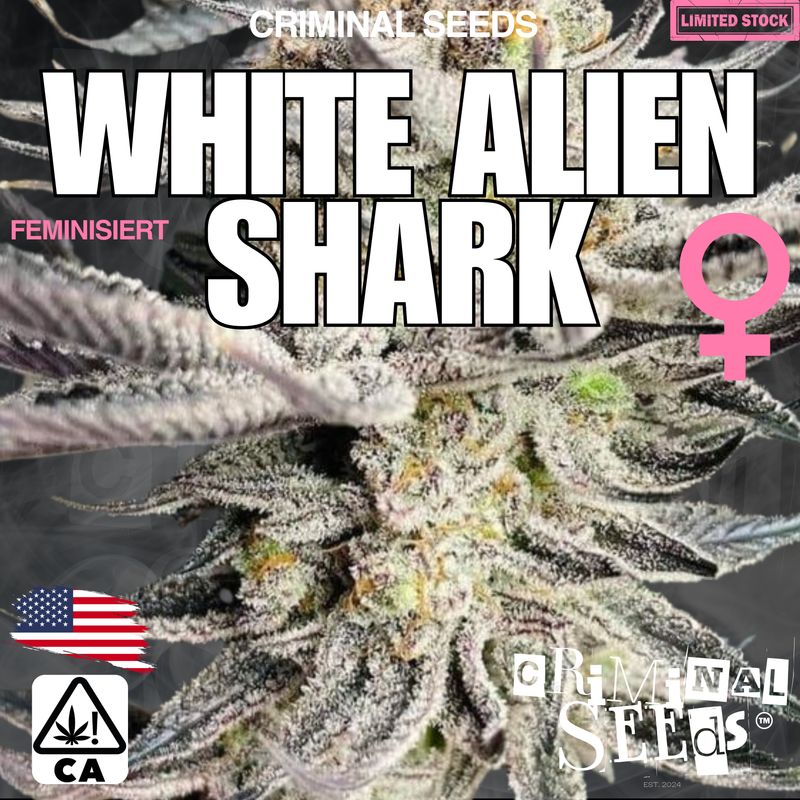 Criminal Seeds x White Alien Shark x Cali x Feminisiert