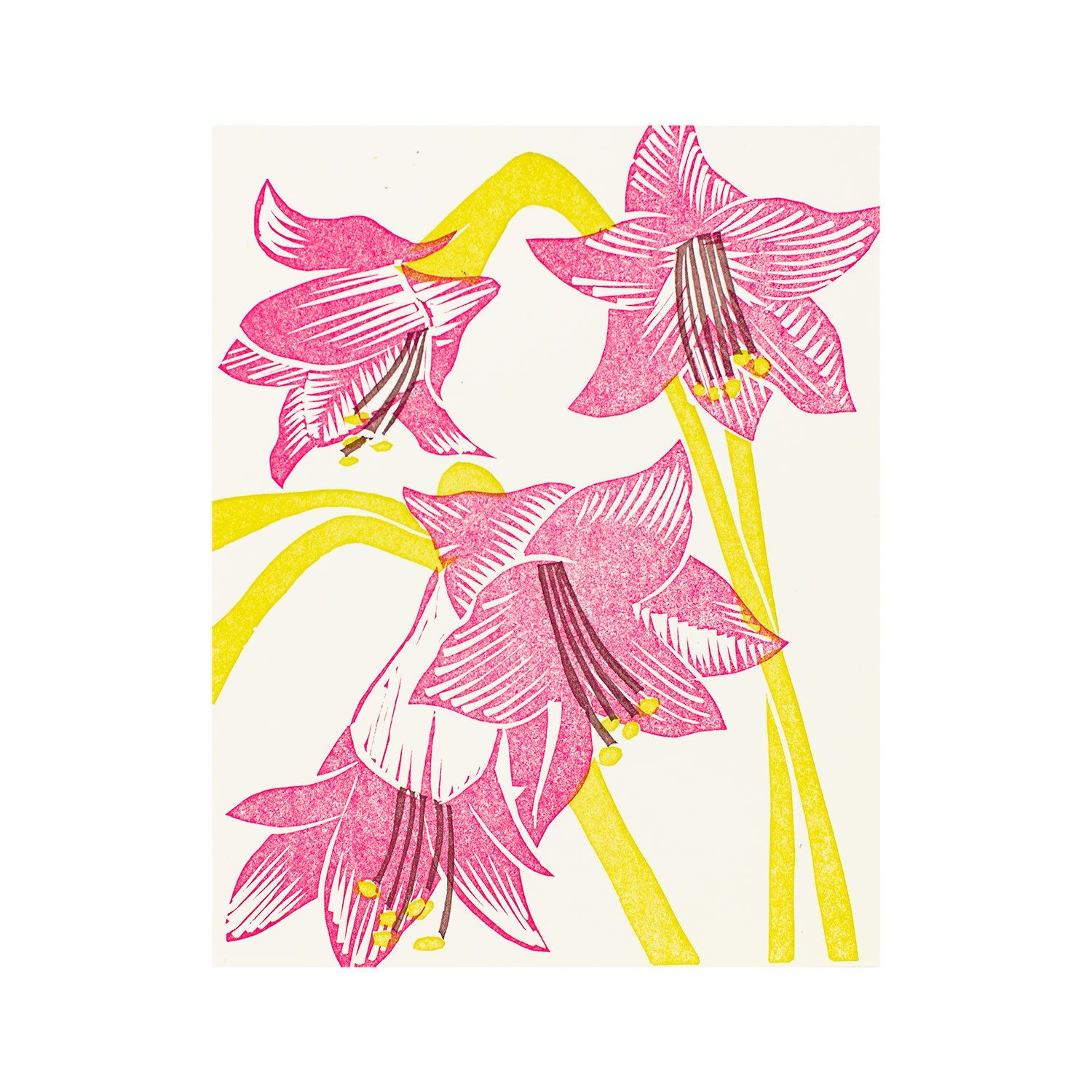 Amaryllis