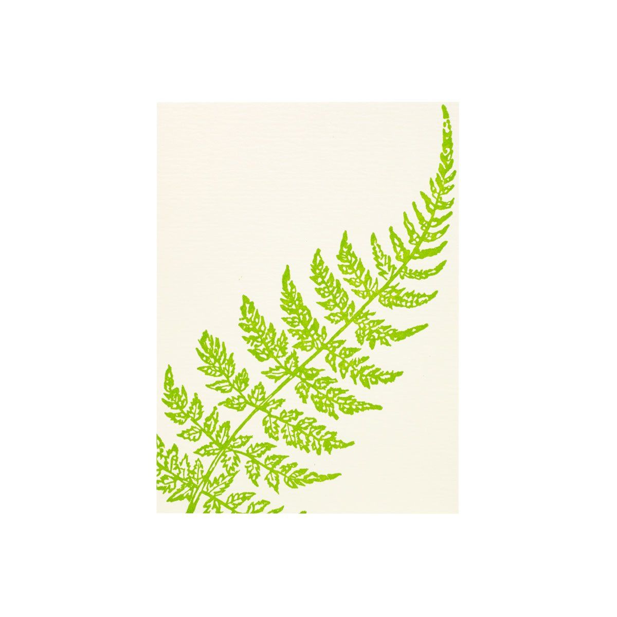 Curve Fern Grace Notes Boxed